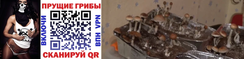 цена наркотик  darknet формула  Галлюциногенные грибы MAGIC MUSHROOMS  Фокино 